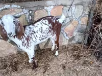 Koza, Beetal goats — foto 5