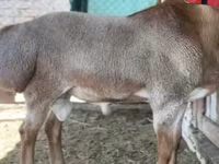 كبش, Rhon sheep — الصورة 5