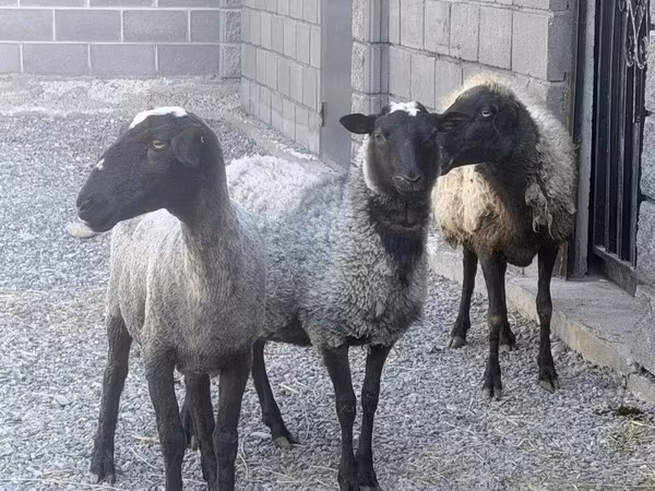 Ovce, Romanov sheep