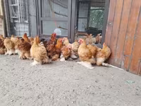 Pekin Bantam — foto 6