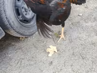 Chickens — الصورة 4