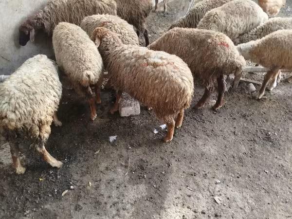 Qoç, Qoyunlar — Azərbaycan