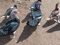 Ducks — Foto 5