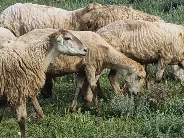 Sheep (batch, sex not specified), Sheep — Azerbaijan