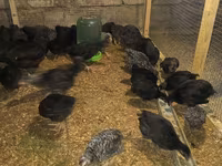 Australorp — photo 2