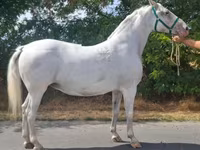 Кобила, Lipizzaner — фото 3