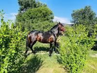 At, Swedish warmblood horse — foto 4