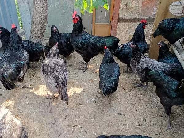 Australian Pit Game fowl