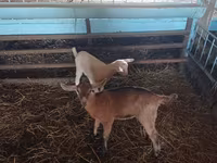 Goats (batch, sex not specified), Goats — photo 2