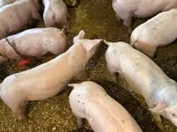 Knur, Гипор — zdjęcie 6
