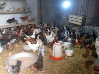 Chickens — photo 3