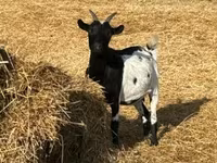 Cabra, Dutch Landrace goats — foto 6