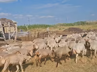 Sheep, Sheep — photo 7