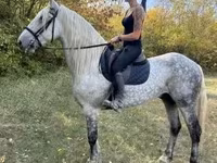 حصان, Andalusian horse — الصورة 4