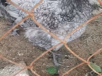 Chickens — foto 3