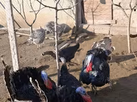 برونز — الصورة 4