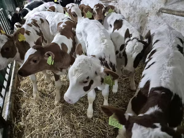 公牛, Simmental cattle