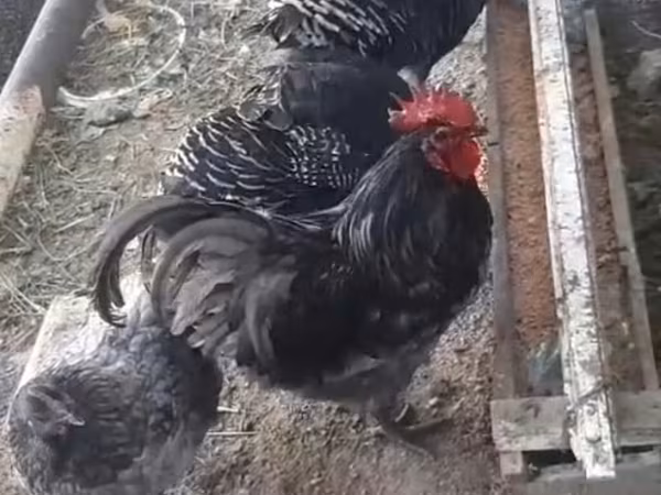 Chickens — Azerbaijan