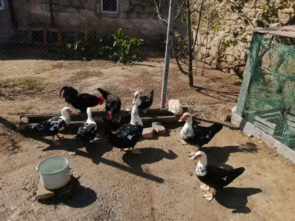 Ducks — Azərbaycan
