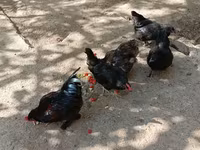 Chickens — foto 4