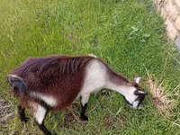 Dişi keçi, Saanen goat — foto 2
