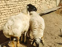 Oveja, Ovejas — foto 1