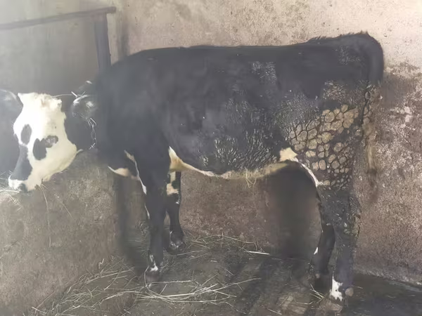 İnək, Swiss cattle