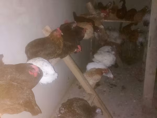 Chickens — Ázerbájdžán