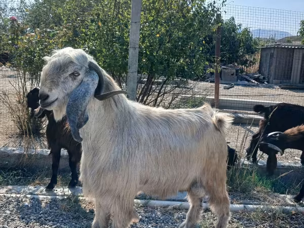 Billy Goat, Goats