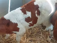 मवेशी (लॉट, लिंग निर्दिष्ट नहीं), Simmental cattle — फ़ोटो 1