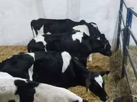 Buğa, Russian Black pied cattle — foto 2