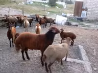 Qoç, Qoyunlar — foto 2