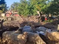 Owce (partia, płeć nieokreślona), Dorper sheep — zdjęcie 3