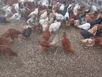 Chickens — Foto 2