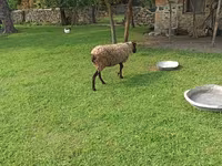 Qoyun, Romanov sheep — foto 1