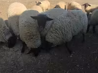 Beran, White Suffolk sheep — foto 3