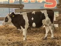 Byk, Russian Black pied cattle — zdjęcie 1