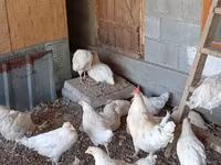 Chickens — Foto 3