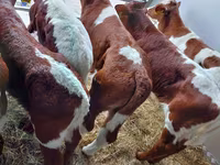 Cattle (batch, sex not specified), Simmental cattle — photo 3