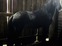 Caballo, Caballos — foto 5