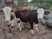 Bulle, Simmental cattle — Foto 2