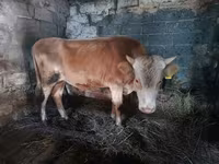 Buğa, Simmental cattle — foto 1