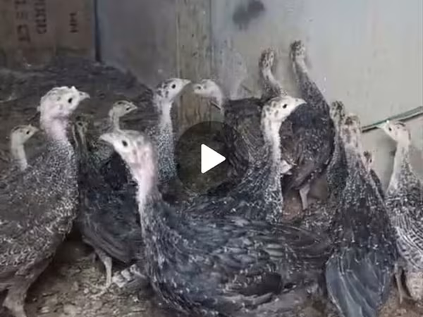 Guinea fowl — Azerbaijan