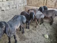 Carnero, Rhon sheep — foto 4