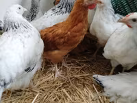 Chickens — 2-rasm