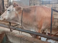 Cow, Simmental cattle — photo 1