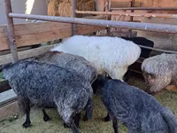 Ram, Sheep — photo 4