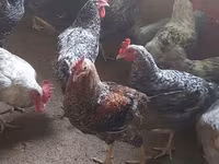 Chickens — foto 4