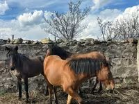 Mare, Horses — photo 5