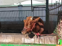 Bovinos (lote, sexo não especificado), Bovinos — foto 5